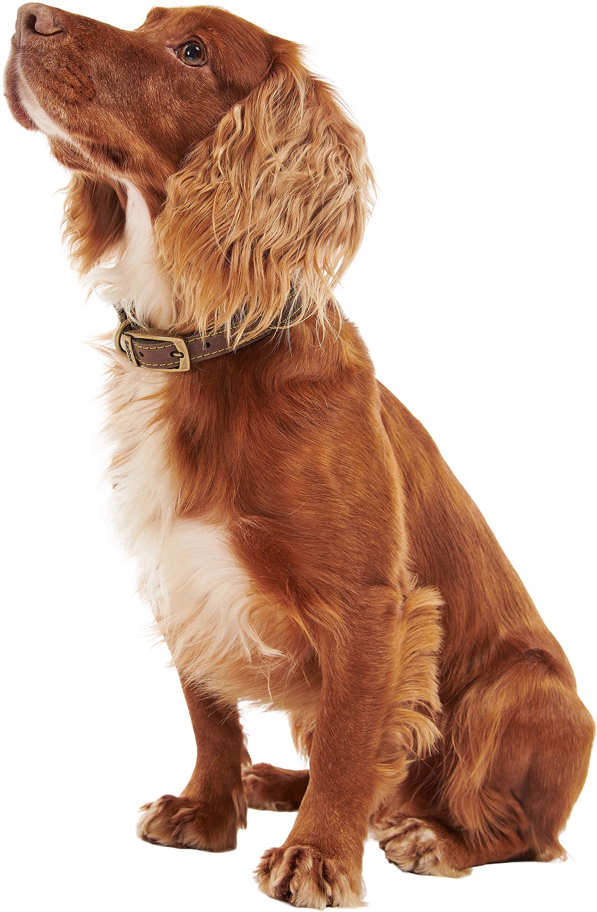 Leather Dog Collar