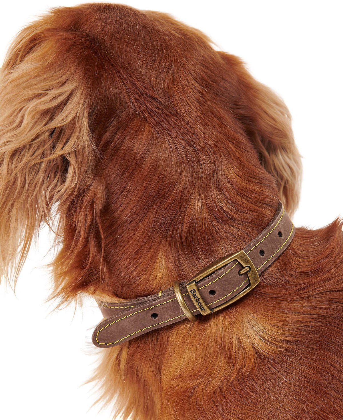 Leather Dog Collar