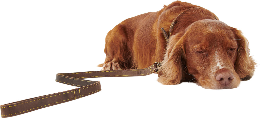 Leather Dog Lead