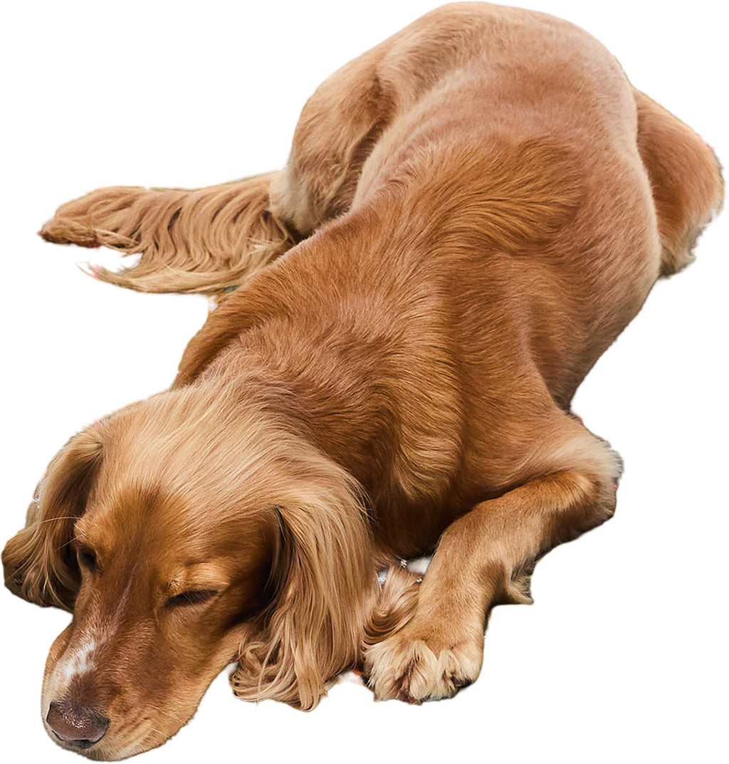 Cage Dog Mat